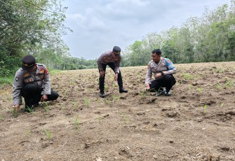 Kapolsek Belitang III Iptu Sapariyanto.S,H., saat meninjau/kontrol langsung kelokasi Lahan pertanian yang ditanami Jagung milik para petani (Binaan), di Desa Nusa Agung, Selasa (09/09/2025).
