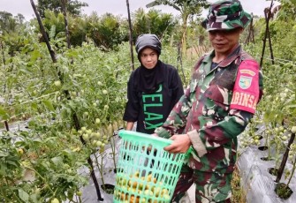 Babinsa Mapurujaya Selalu Hadir Bantu Petani