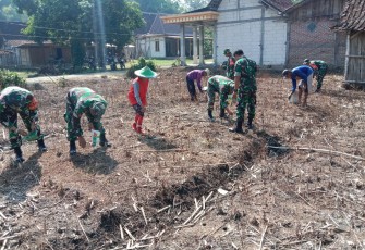 Babinsa Kwadungan Aktif Pendampingan Petani Jagung di Lahan Tadah Hujan