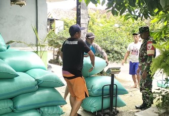 Babinsa Koramil 0803/04 Jiwan Dampingi Petani Dalam Serapan Gabah oleh Bulog 