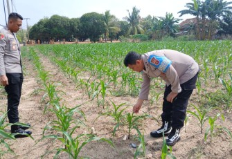 Polsek Belitang III Cek Tanaman Jagung