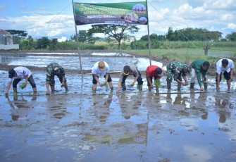 Wakil Bupati Adhe Eliana bersama sejumlah pejabat unsur Forkopimda dan petani sedang menanam padi di lahan pertanian wilayah Desa Jungke, Kecamatan Karanganyar, Rabu (2342025).