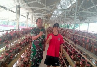 Babinsa Karangjati Pendampingan Peternak Ayam Petelur 