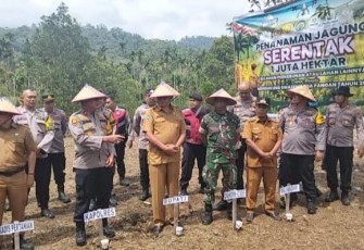 Program penanaman jagung serentak 1 juta hektare, kegiatan ini dilaksanakan di Nagari Tanjung beringin selatan tepatnya dijorong tikalak pada hari selasa 21/01/2025 pukul 10.00 WIB
