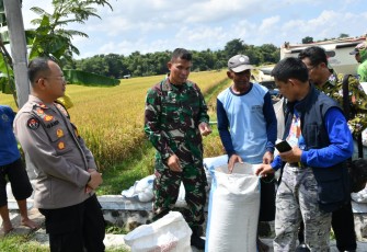 Dandim Ponorogo Turun Tinjau Panen Padi