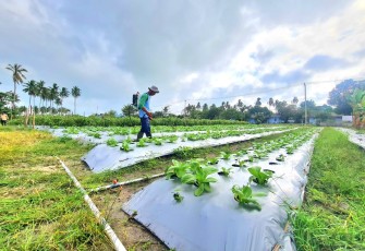 Lanud Raden Sadjad Natuna Bersama Masyarakat Terus Kembangkan Perkebunan Ketahanan Pangan di RSA Farm 