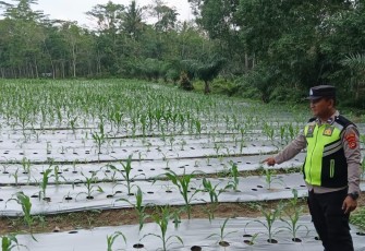 Personel Polsek Belitang III melaksanakan kegiatan pendampingan dan pengecekan tanaman Jagung