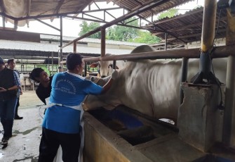 Hewan ternak sapi saat diberi vaksinasi oleh DKP3 Depok