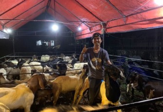 Foto zaki sedang menjaga kandang dagangan hewan qurban