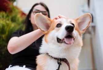 10 Ras Anjing Menggemaskan yang Ramah dan Mudah Dirawat di Rumah
