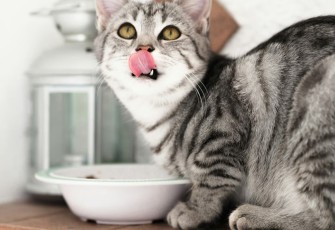 Berikut Ini Porsi Wet Food Harian untuk Kucing