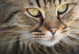 Cara Membersihkan Mata Kucing
