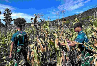 Panen jagung bersama warga perbatasan 