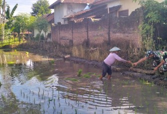 Pendampingan petani desa 