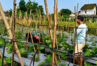 Bantu rawat tanaman di kebun warga desa binaan