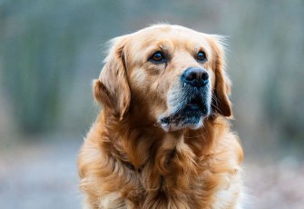 Golden Retriever Anjing Pintar yang Cocok Dipelihara Pemula