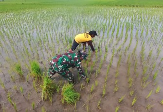 Bantu penyulaman bibit padi 