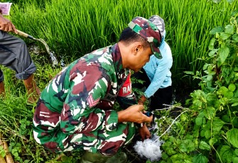 Babinsa, PPL dan Petani Ngepeh Kompak Lawan Hama Tikus Demi Selamatkan Hasil Panen