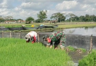 Bantu rawat padi di wilayah desa binaan