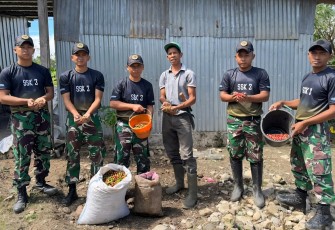 Yonarmed 12 Kostrad Dukung Ketahanan Pangan, Pos Nananoe Panen Kopi Bersama Warga Perbatasan