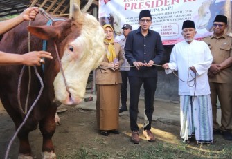 Wakil Bupati Trenggalek, Syah Mohamad Natanegara, saat menyerahkan Sapi Kurban milik Presiden RI, H Prabowo Subianto, di Masjid Ngelo, Desa Sukorame, Kecamatan Gandusari, Kabupaten Trenggalek, Selasa (26/5/2026)