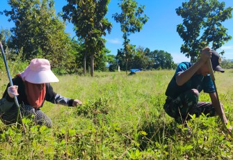 Yonarmed 12 Kostrad Bantu Panen Kacang Tanah Milik Warga