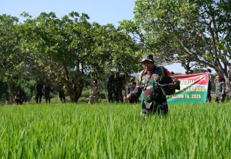 Gelar Aplikasi Hanpangan Terpadu, Para Babinsa Kodim 0801/Pacitan Terjun Lapangan