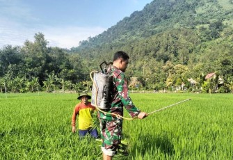 Babinsa Desa Tanggulturus Dampingi Petani Semprot Pestisida Cegah Wereng dan Tingkatkan Hasil Panen