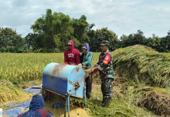 Babinsa Suluk Turun ke Sawah Bersama Petani Perkuat Ketahanan Pangan