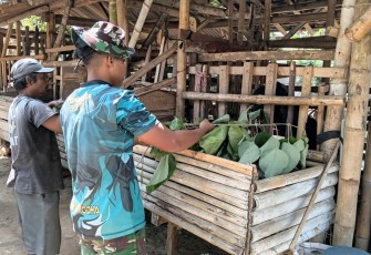 Bantu beri pakan ternak kambing warga dusun Lembenah