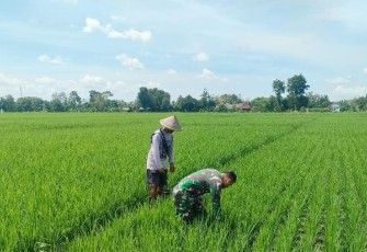 Babinsa Desa Gempolan Dampingi Petani Bersihkan Gulma, Dukung Peningkatan Hasil Panen Padi