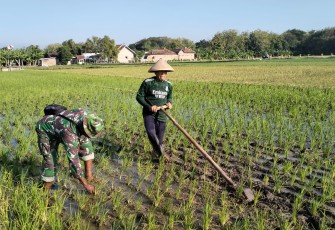 Gulma Disingkirkan, Harapan Panen Padi di Sareng Makin Terjaga