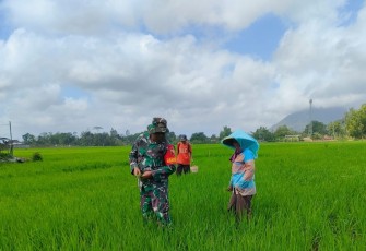 Babinsa Desa Talunkulon Dampingi Petani, Perkuat Ketahanan Pangan Nasional