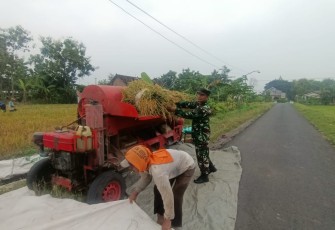 Babinsa Kedungmaron Dampingi Petani di Tengah Musim Panen