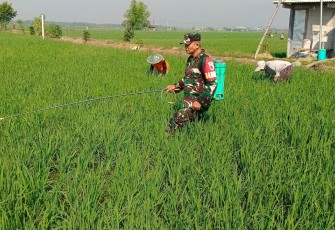 Babinsa Kedungrejo Bantu Petani Rawat Padi