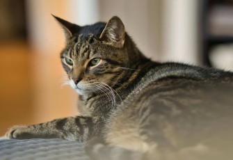 Mengenal Kucing Mujair, Kucing Lokal dengan Karakter Unik yang Banyak Disukai