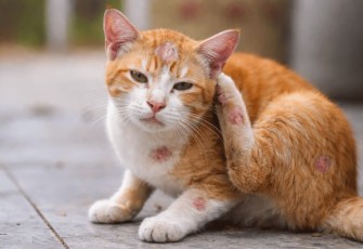 Penyebab dan Cara Atasi Jamur Pada Kucing