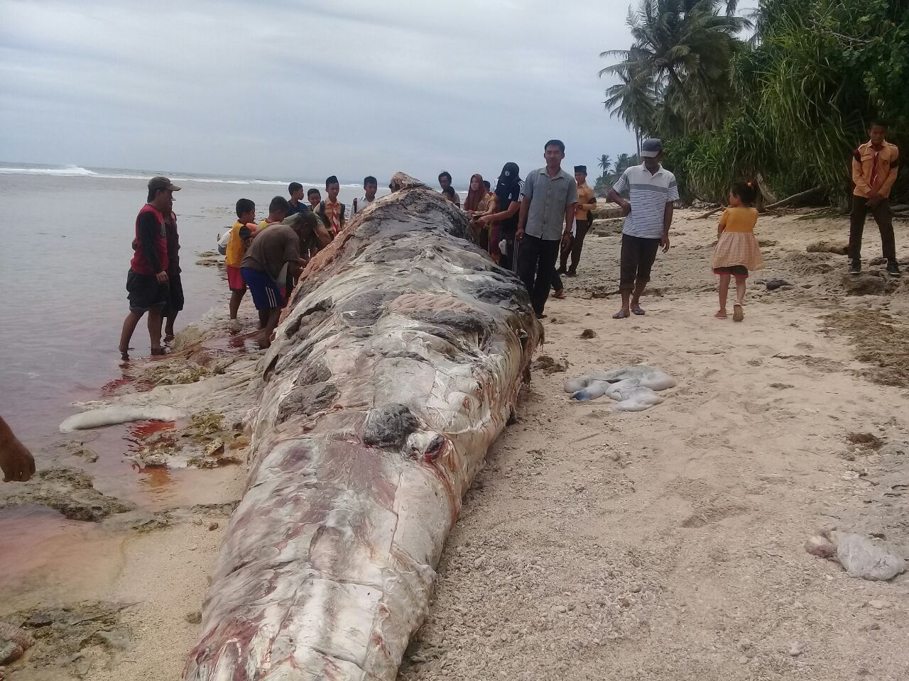 Bangkai ikan paus