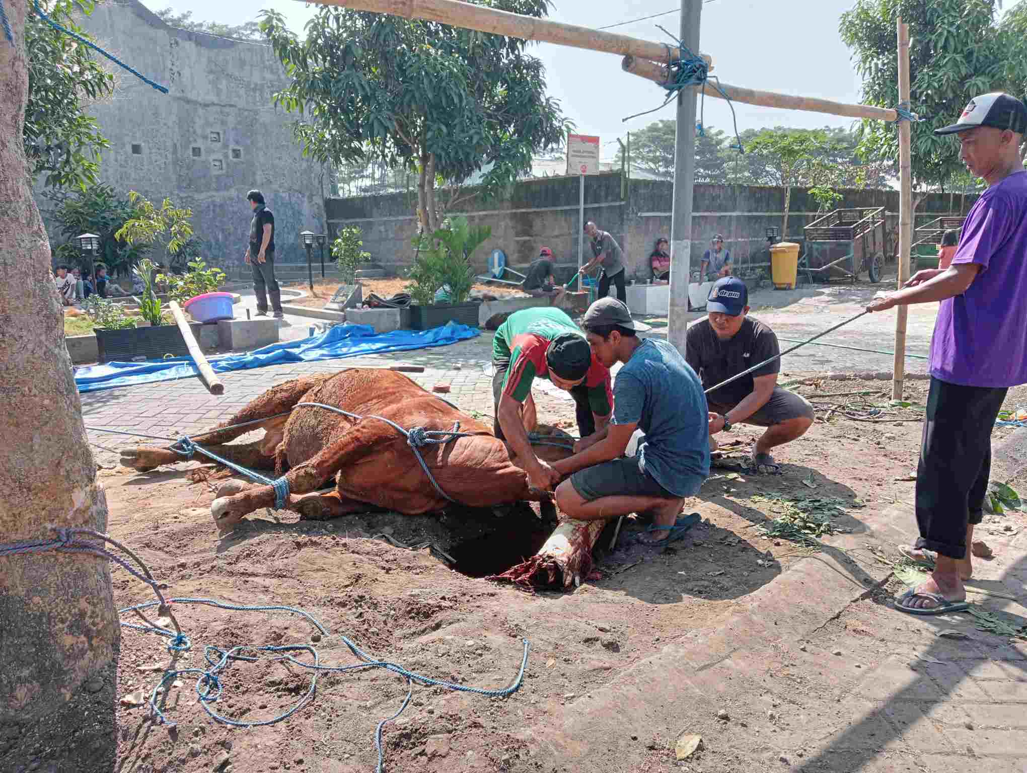 Proses Akan Disembelihnya Hewan Kurban