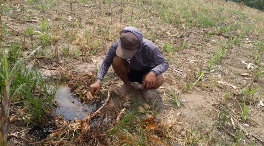 Lahan dan tanaman petani yang terdampak semburan minyak dan gas dari sumur tua Kedinding terancam mati, sehingga petani merugi.