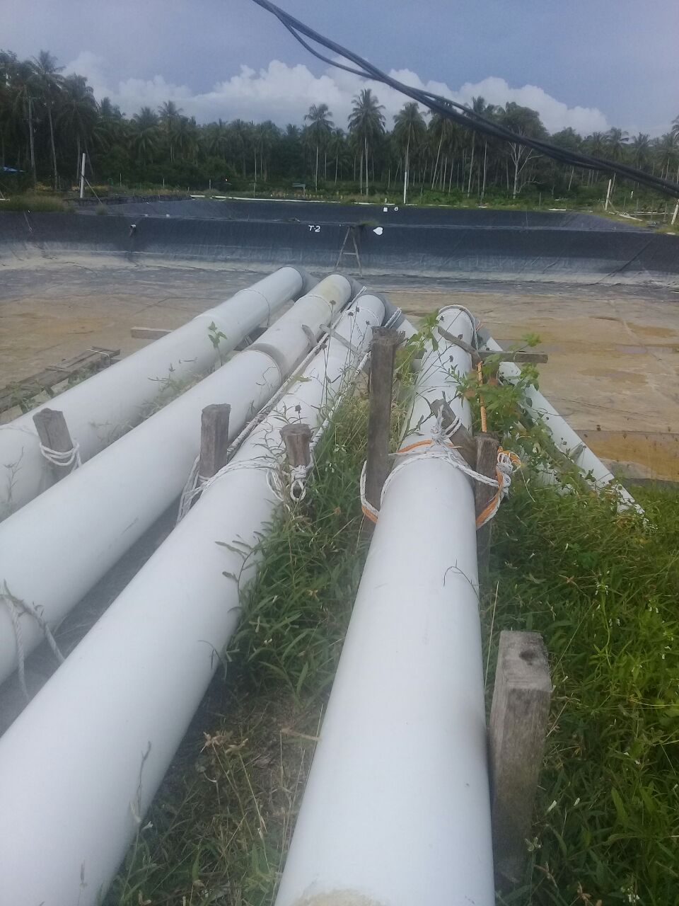 Tambak Udang