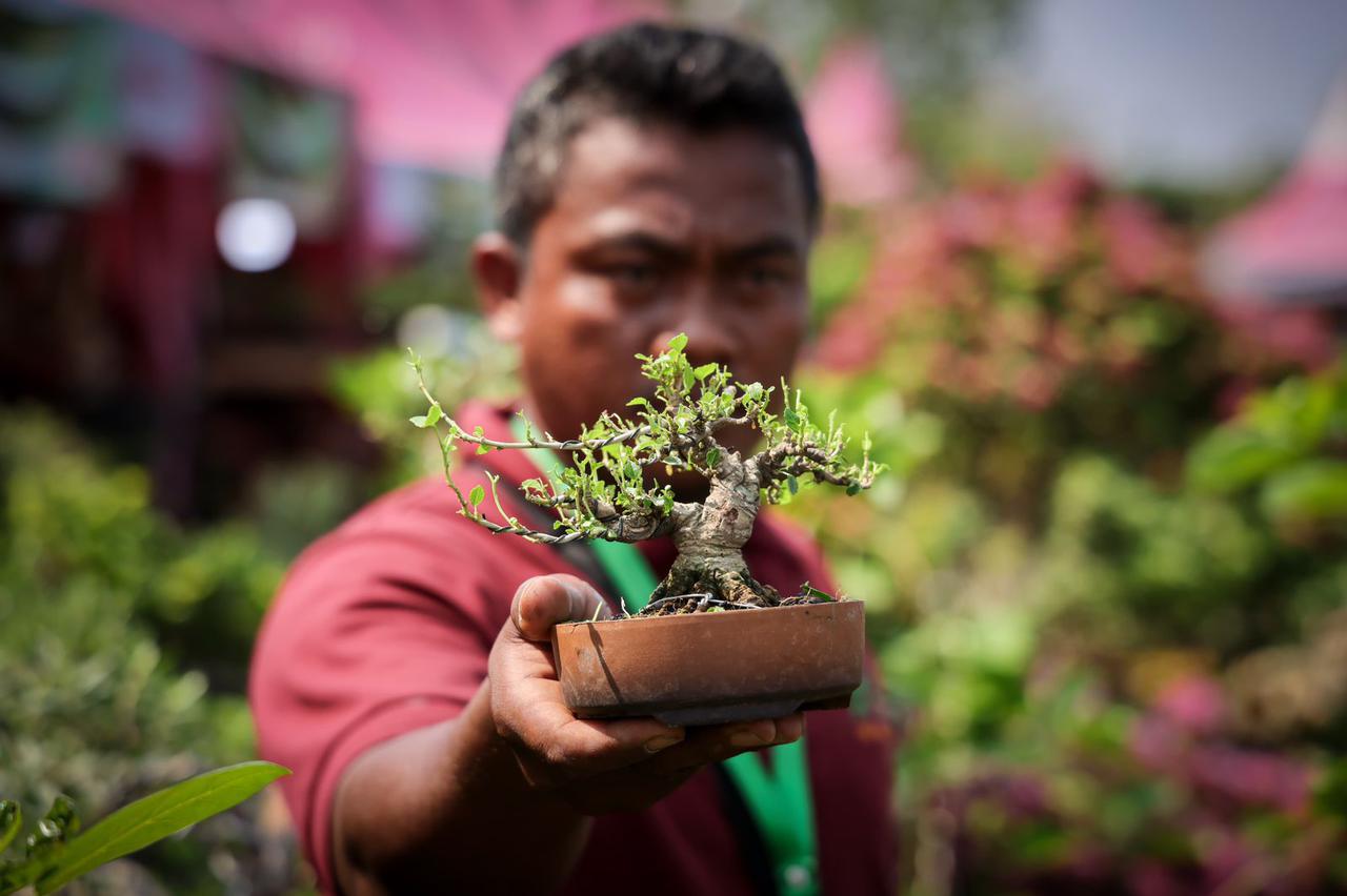 bonsai 