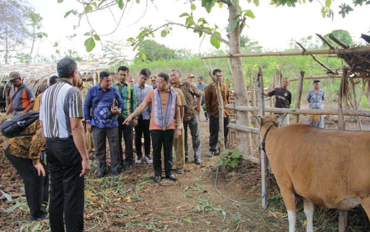 Plt Gubernur saat meninjau tempat ternak sapi