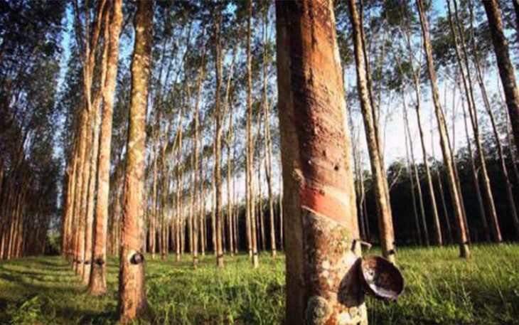 Kebun Karet 