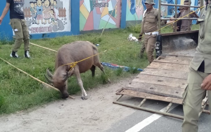Petugas Satpol PP saat mengamankan sapi yang berkeliaran