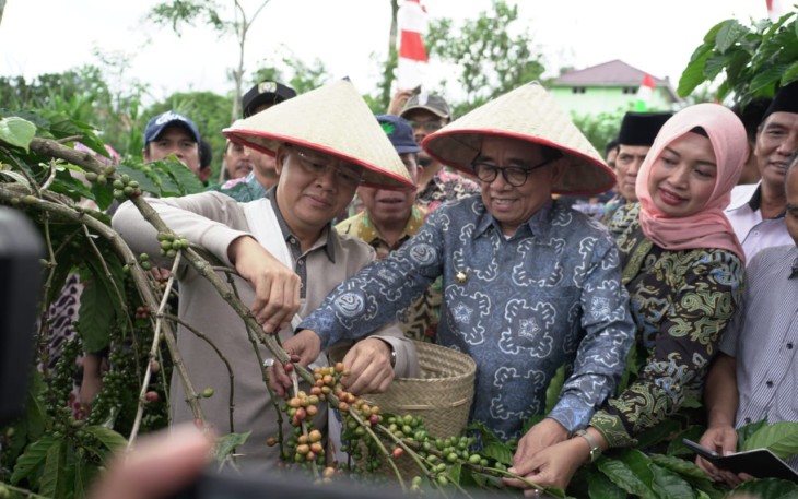 Gubernur Bengkulu Rohidin Mersyah panen kopi bersama Bupati Kepahiang serta masyarakat sidorejo kabawetan Kepahiang.
