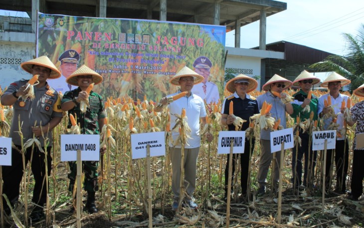 Panen jagung di Kecamatan Tanjung Mulya, Kota Manna, Kabupaten Bengkulu Selatan.
