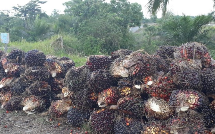 Tandan Buah Segar 