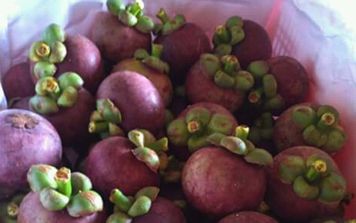 Varietas Manggis “Ratu Kamang” Terbaik di Indonesia