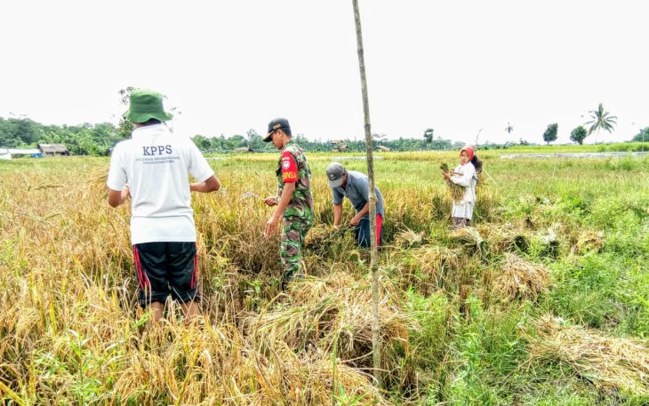 Babinsa Koramil 03/Tepsel Turun ke Sawah